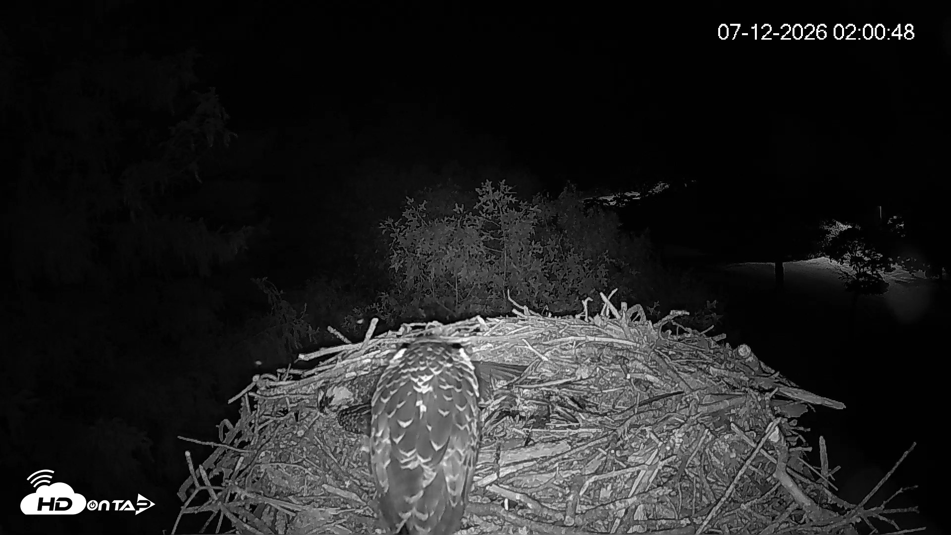 Snapshot of Mashpee Natl. Wildlife Refuge Live Osprey Cam taken Jul 12, 2026, 2:02am EDT