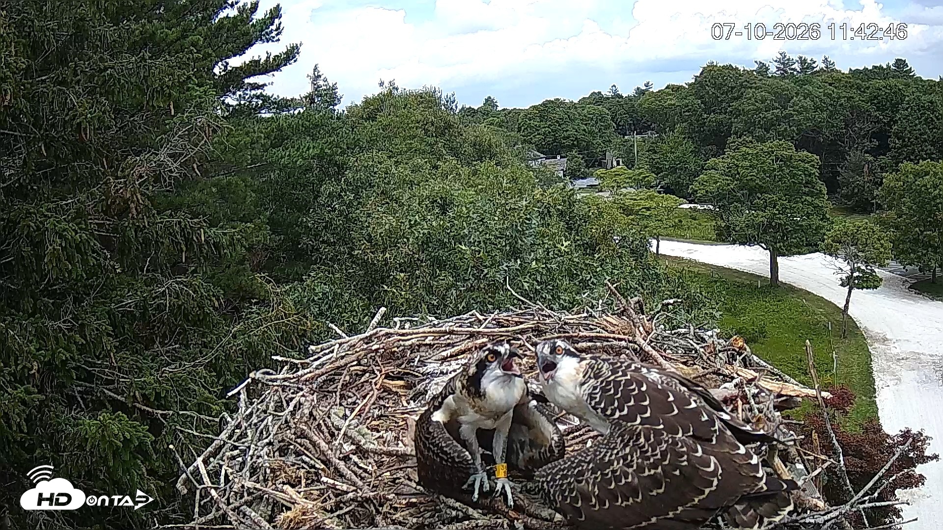 Snapshot of Mashpee Natl. Wildlife Refuge Live Osprey Cam taken Jul 10, 2026, 11:43am EDT