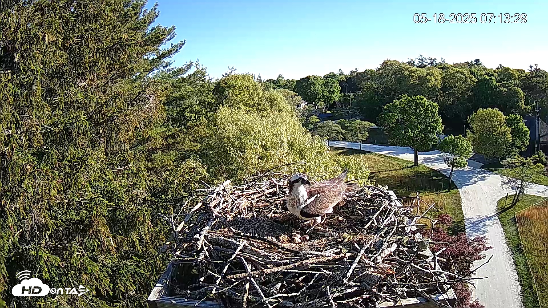 Snapshot of Mashpee Natl. Wildlife Refuge Live Osprey Cam taken May 18, 2025, 7:30am EDT