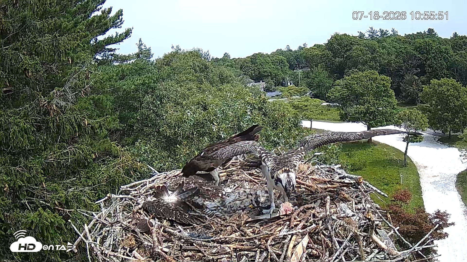 Snapshot of Mashpee Natl. Wildlife Refuge Live Osprey Cam taken Jul 18, 2026, 11:15am EDT