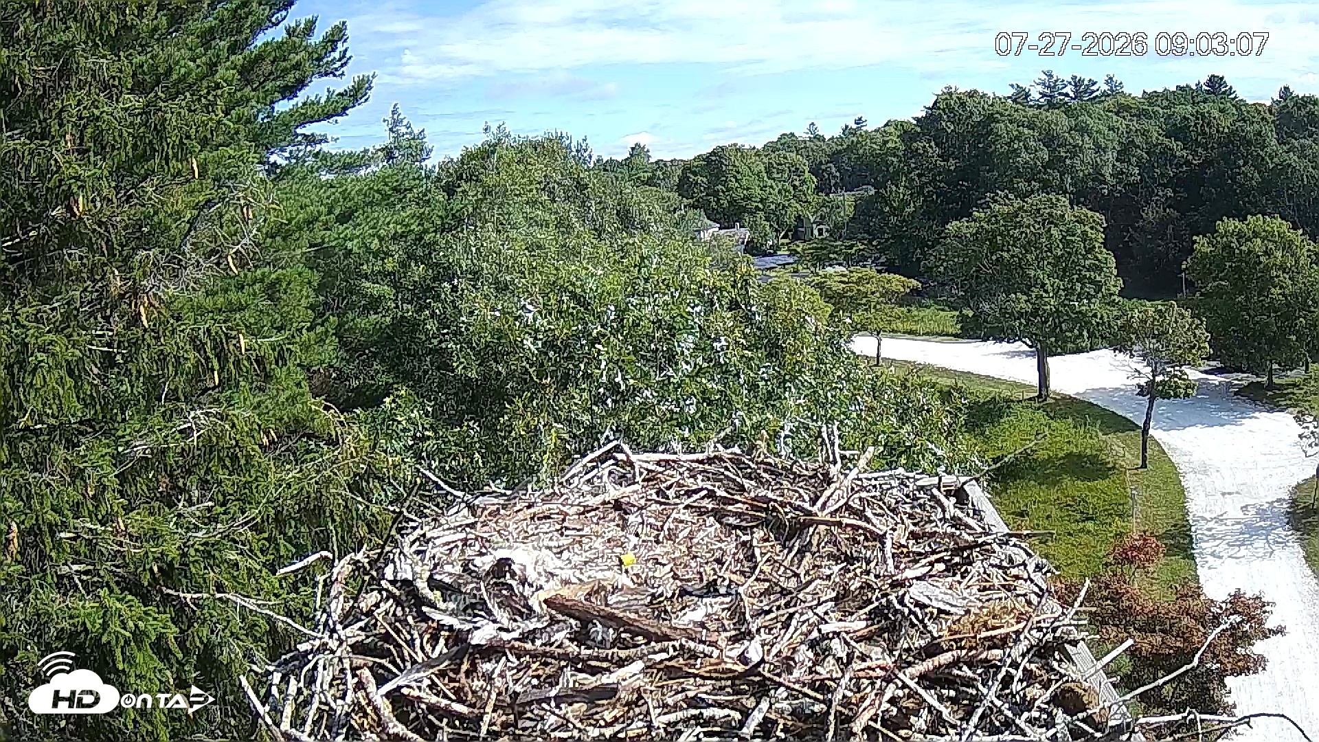 Snapshot of Mashpee Natl. Wildlife Refuge Live Osprey Cam taken Jul 27, 2026, 9:03am EDT