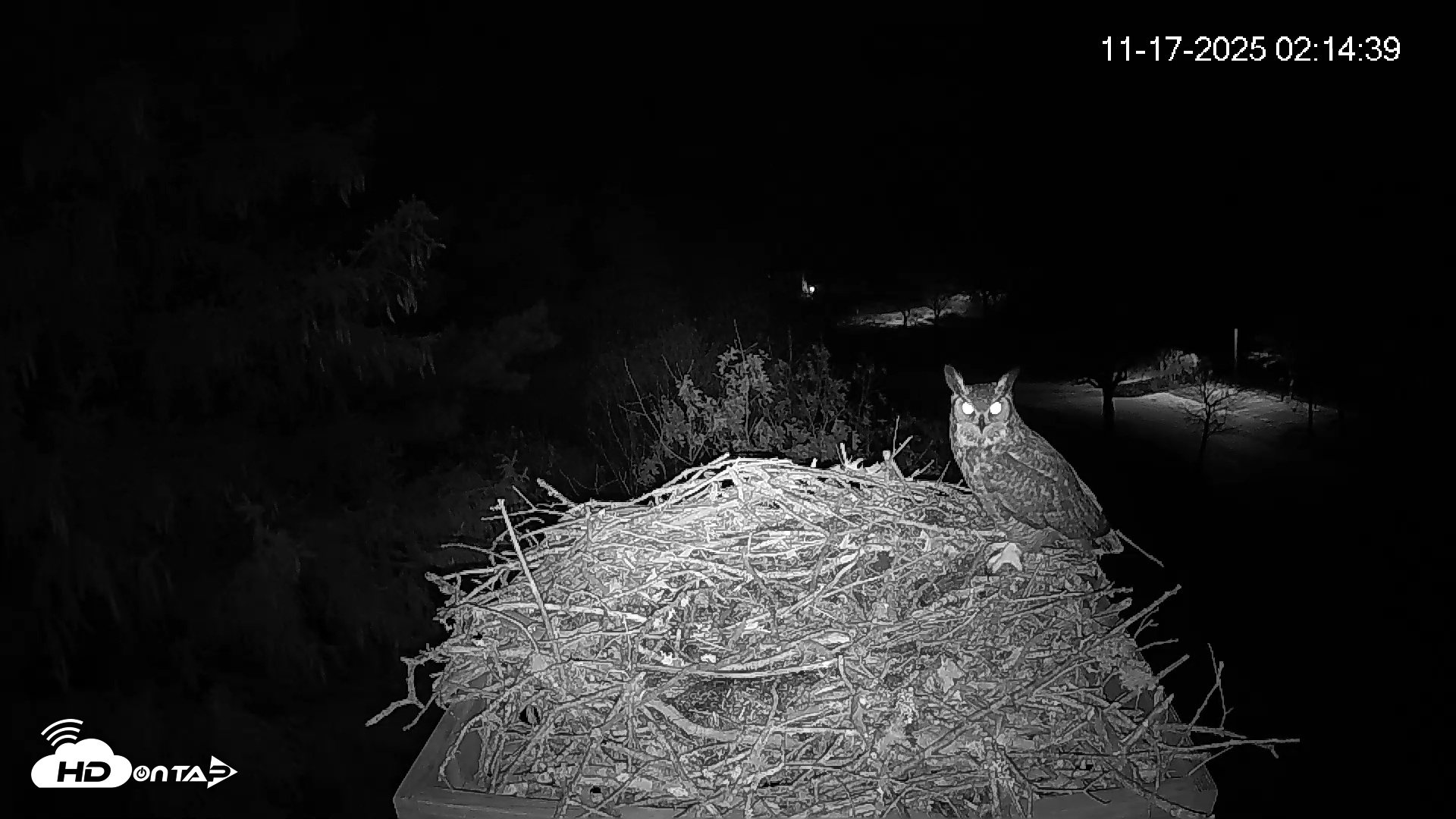 Snapshot of Mashpee Natl. Wildlife Refuge Live Osprey Cam taken Nov 17, 2025, 8:32am EST