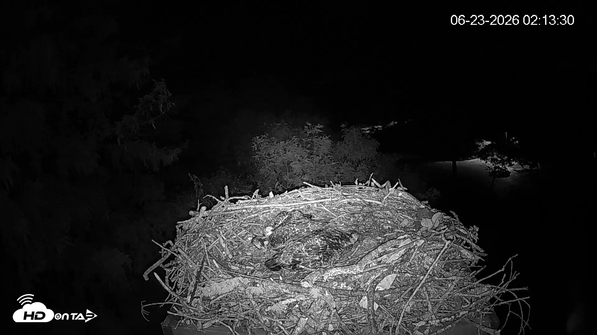 Snapshot of Mashpee Natl. Wildlife Refuge Live Osprey Cam taken Jun 23, 2026, 2:13am EDT