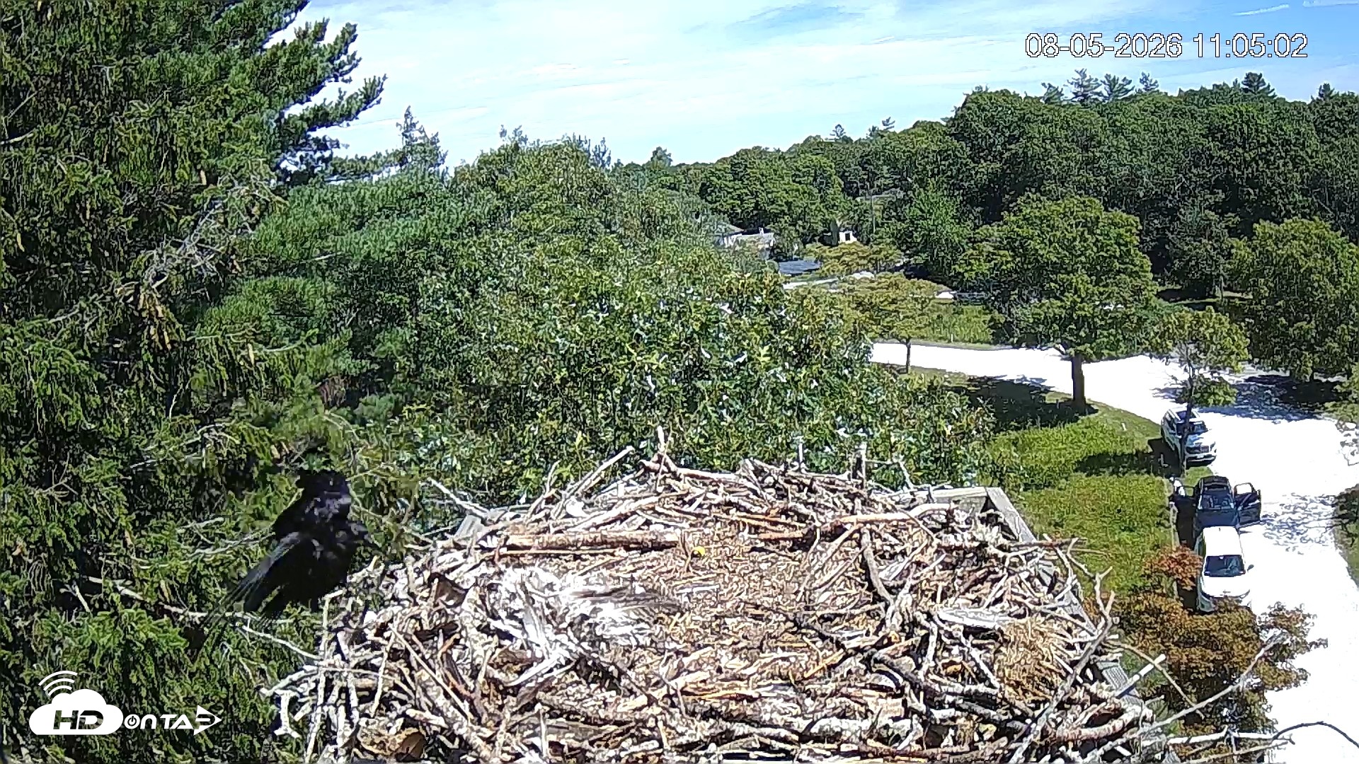 Snapshot of Mashpee Natl. Wildlife Refuge Live Osprey Cam taken Aug 5, 2026, 11:10am EDT