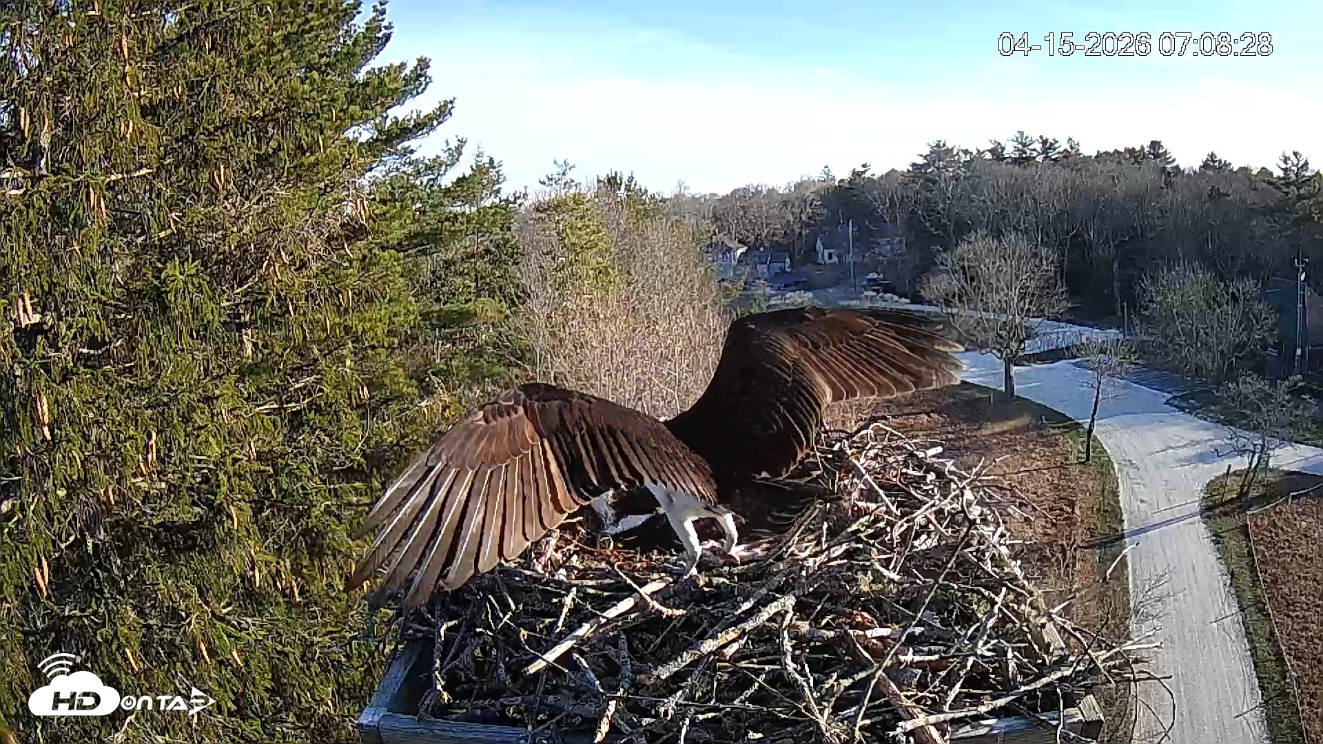 Snapshot of Mashpee Natl. Wildlife Refuge Live Osprey Cam taken Apr 15, 2026, 8:13am EDT