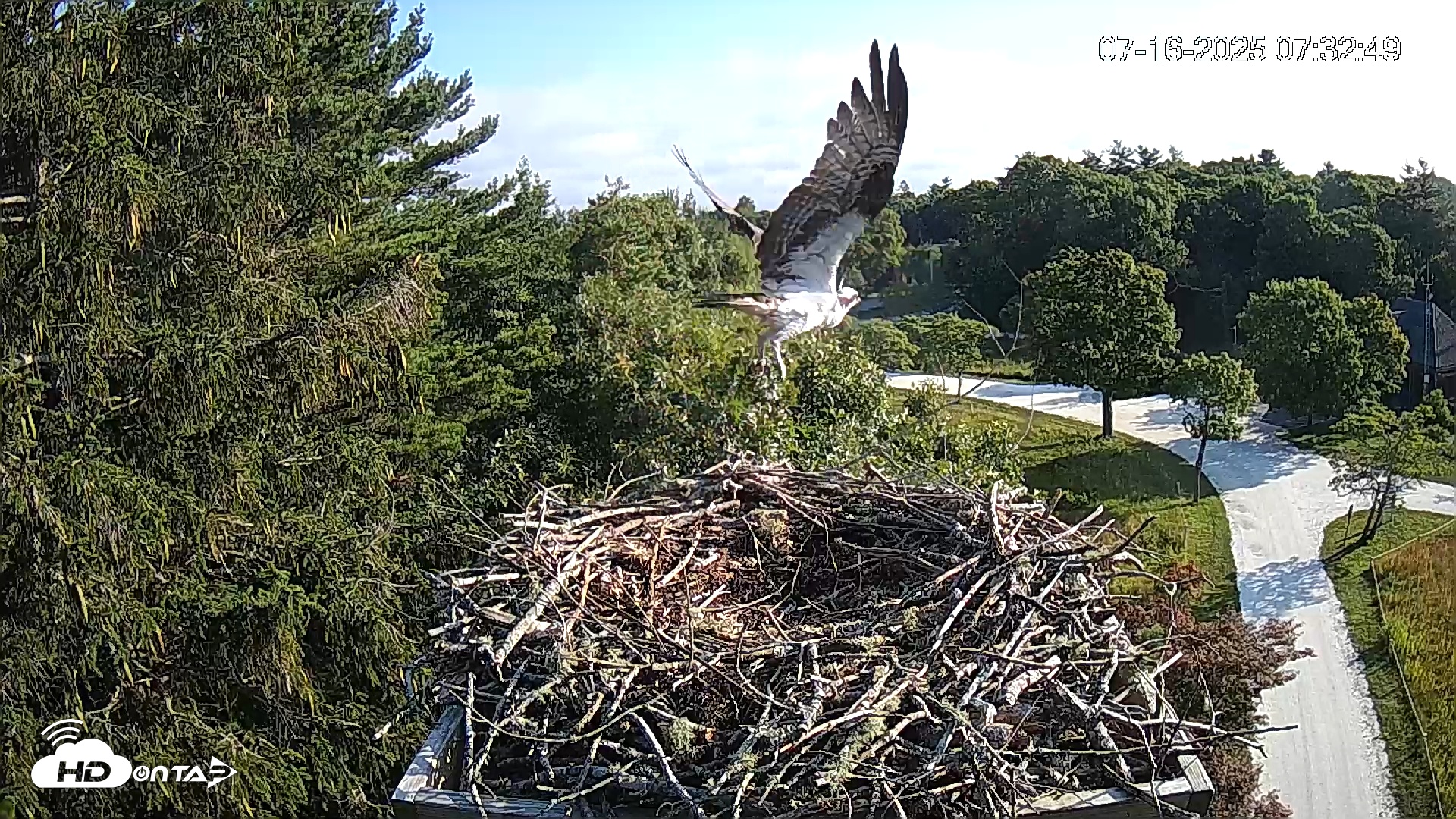 Snapshot of Mashpee Natl. Wildlife Refuge Live Osprey Cam taken Jul 16, 2025, 7:55am EDT
