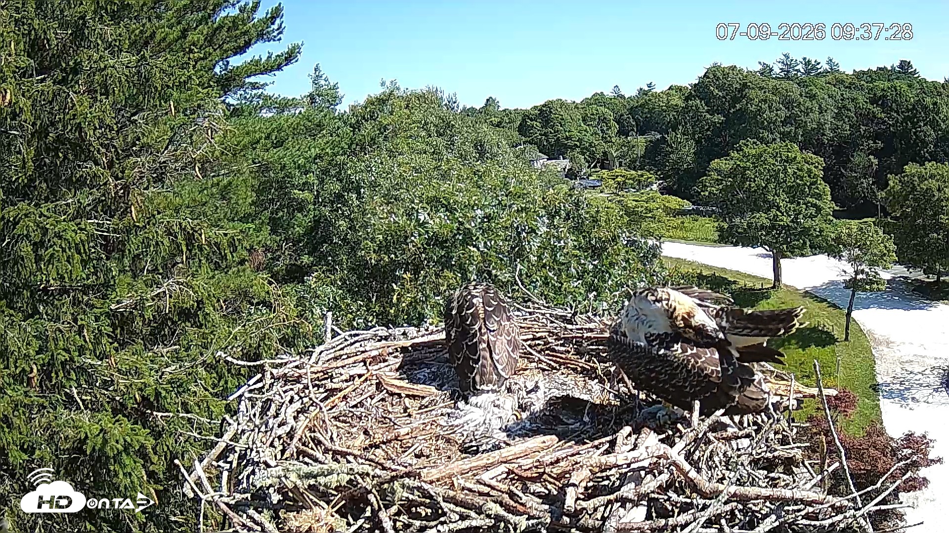 Snapshot of Mashpee Natl. Wildlife Refuge Live Osprey Cam taken Jul 9, 2026, 9:38am EDT