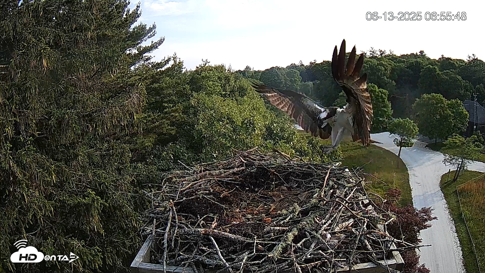 Snapshot of Mashpee Natl. Wildlife Refuge Live Osprey Cam taken Jun 13, 2025, 7:06am EDT