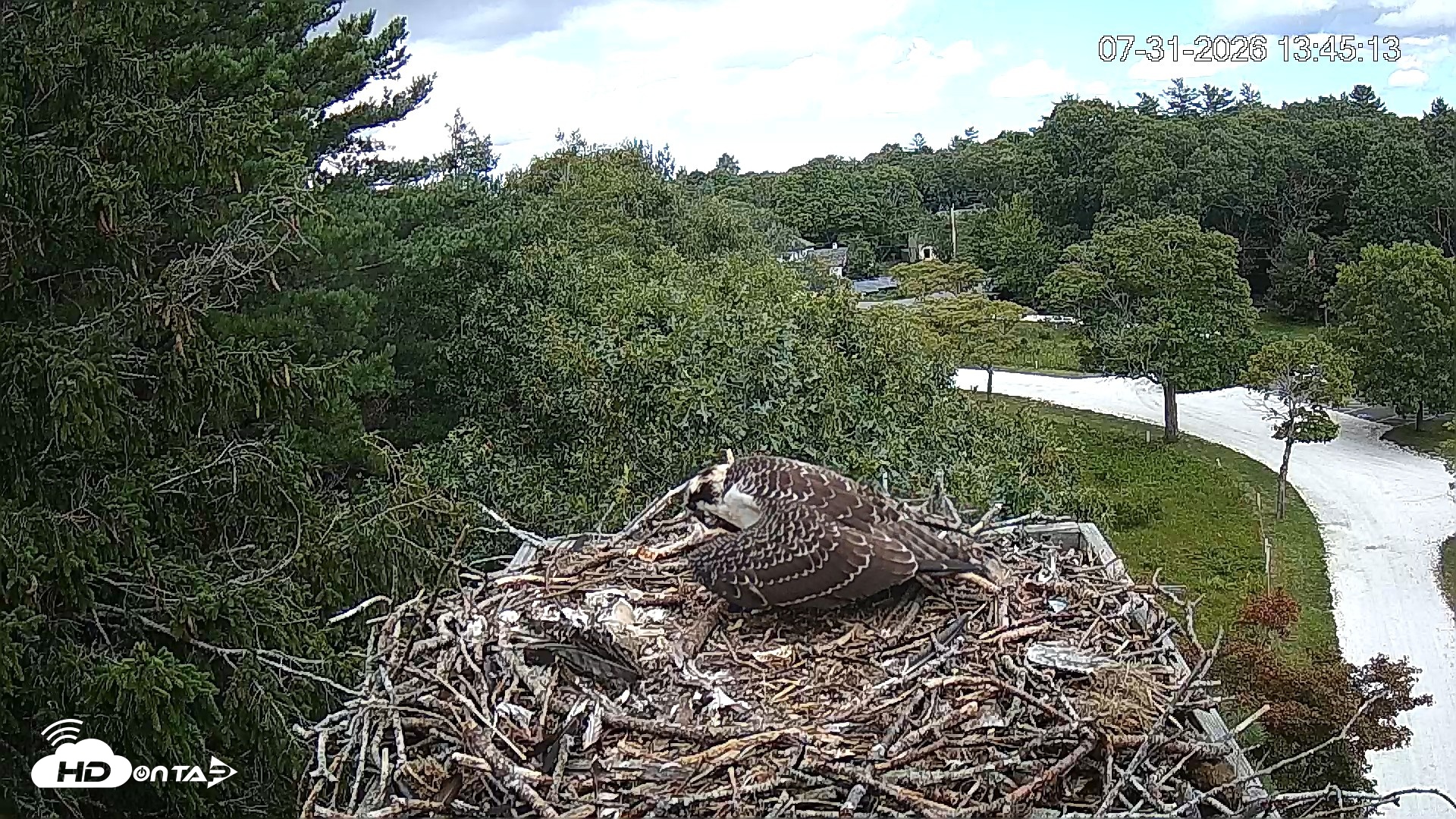 Snapshot of Mashpee Natl. Wildlife Refuge Live Osprey Cam taken Jul 31, 2026, 1:58pm EDT