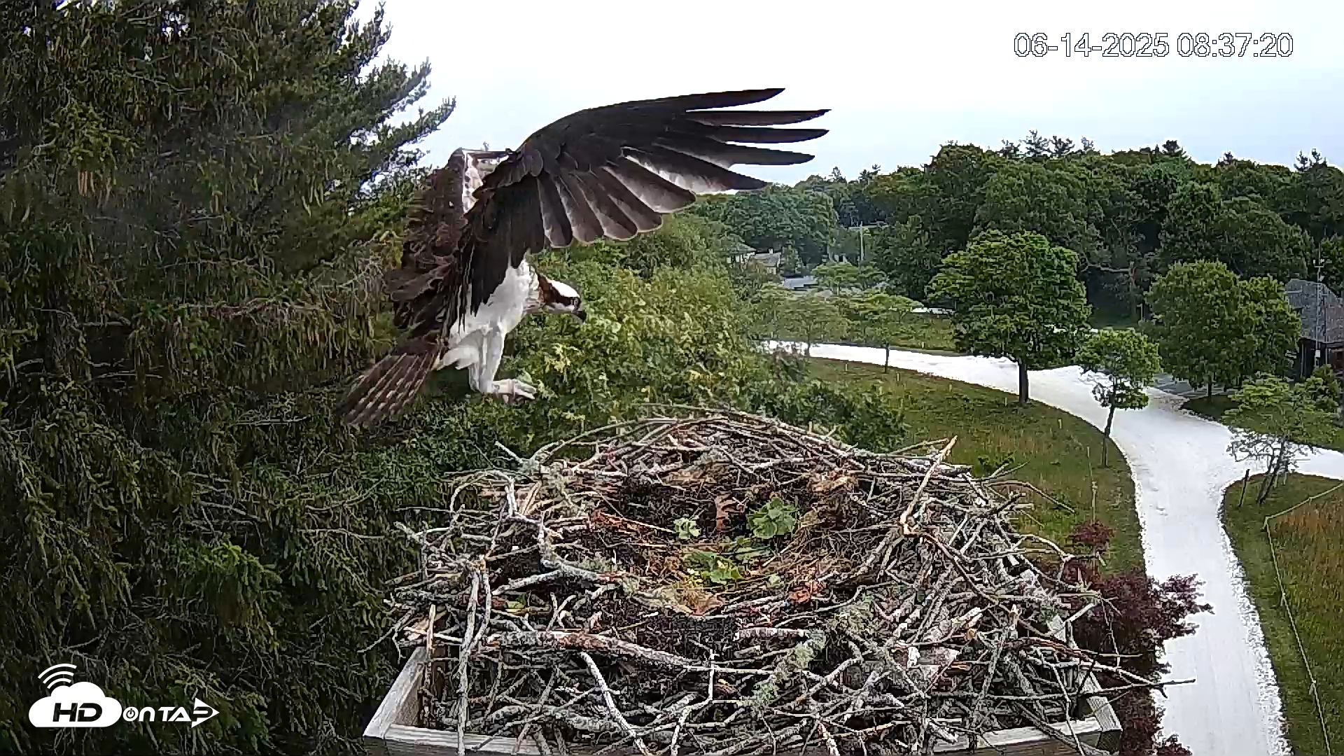 Snapshot of Mashpee Natl. Wildlife Refuge Live Osprey Cam taken Jun 14, 2025, 8:42am EDT