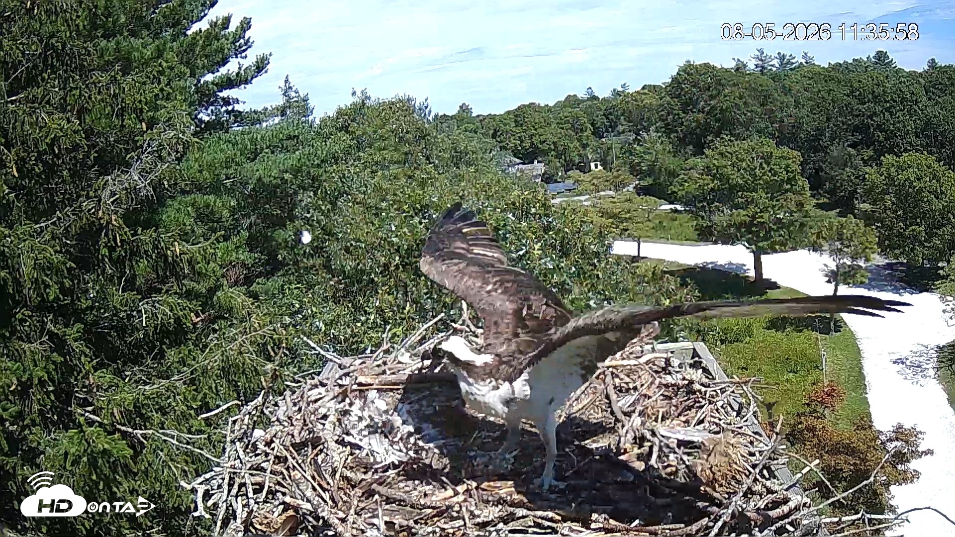 Snapshot of Mashpee Natl. Wildlife Refuge Live Osprey Cam taken Aug 5, 2026, 6:57pm EDT