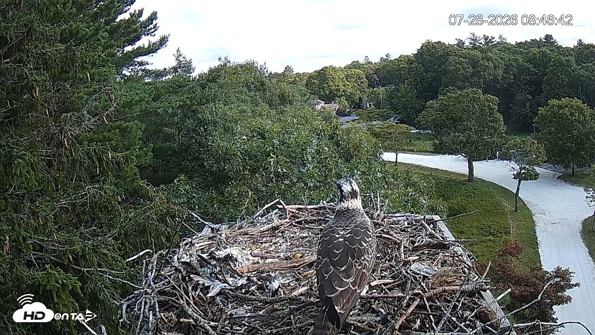 Snapshot of Mashpee Natl. Wildlife Refuge Live Osprey Cam taken Jul 28, 2026, 8:47am EDT