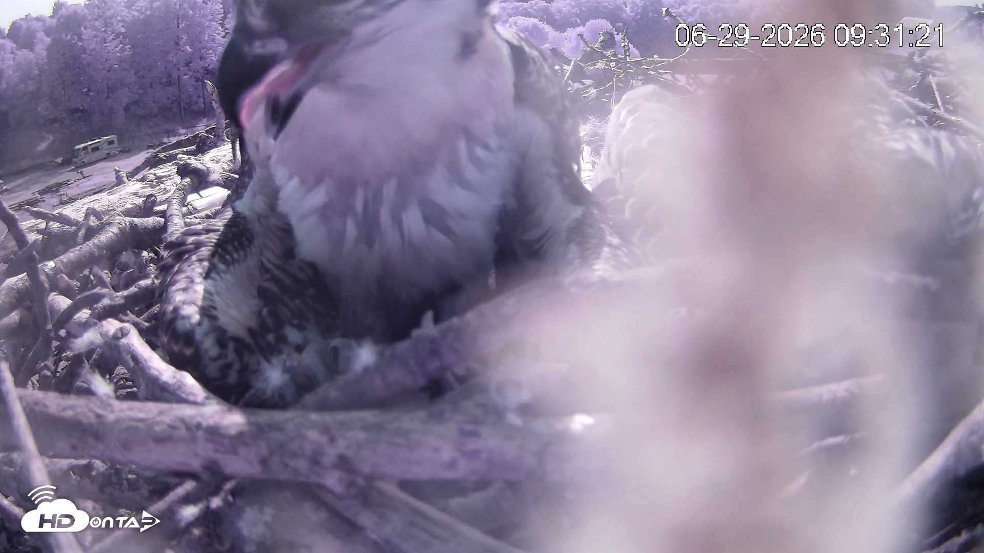 Snapshot of Pleasant Hill Lake Ospreys Live Nest Webcam taken Jun 29, 2026, 9:31am EDT