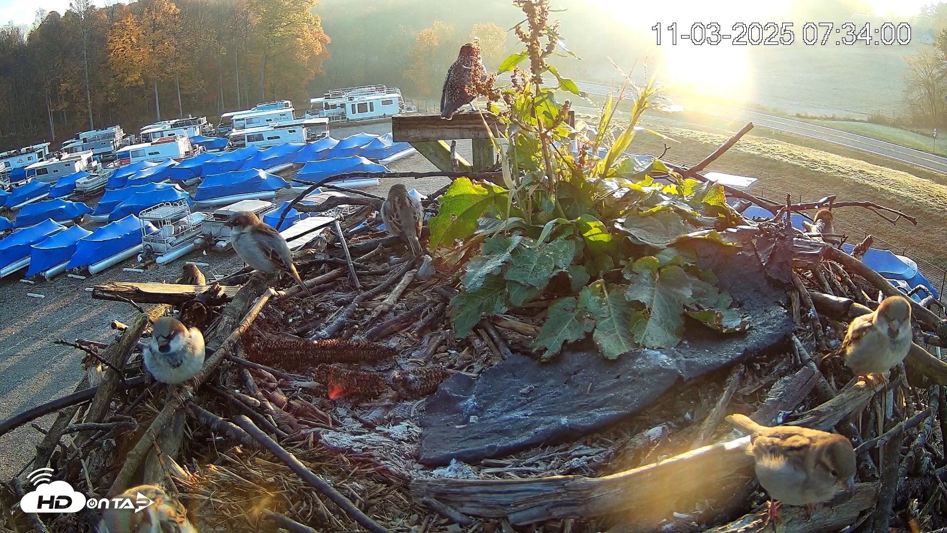 Snapshot of Pleasant Hill Lake Ospreys Live Nest Webcam taken Nov 3, 2025, 7:34am EST