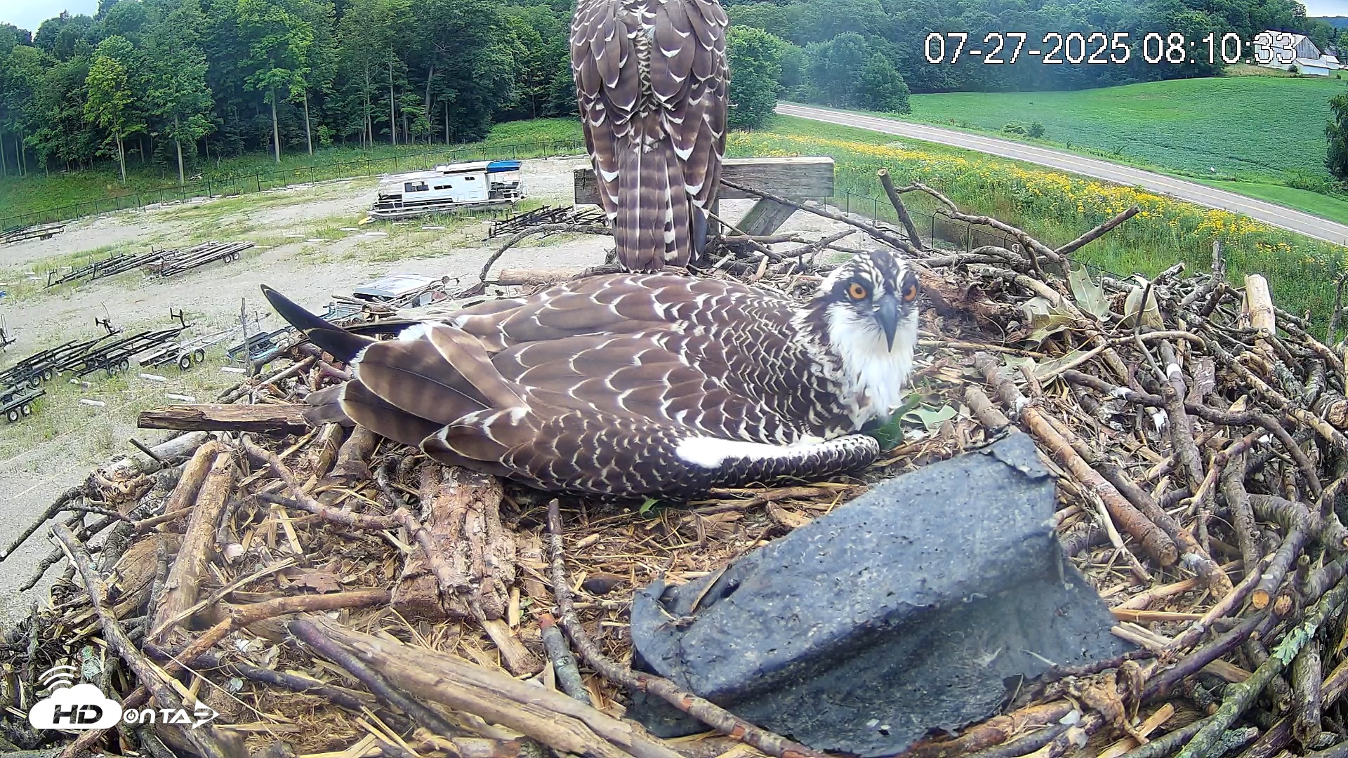 Snapshot of Pleasant Hill Lake Ospreys Live Nest Webcam taken Jul 27, 2025, 8:10am EDT