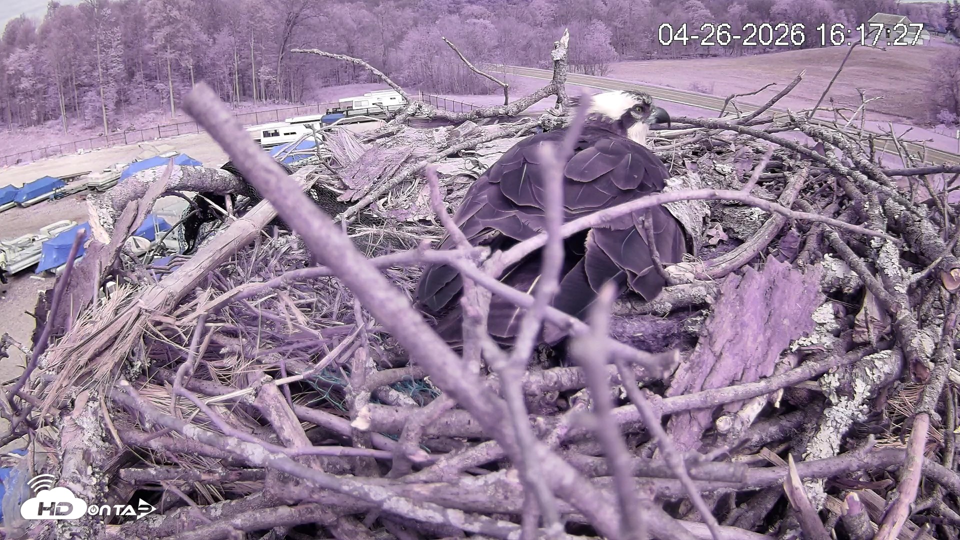 Snapshot of Pleasant Hill Lake Ospreys Live Nest Webcam taken Apr 26, 2026, 4:18pm EDT