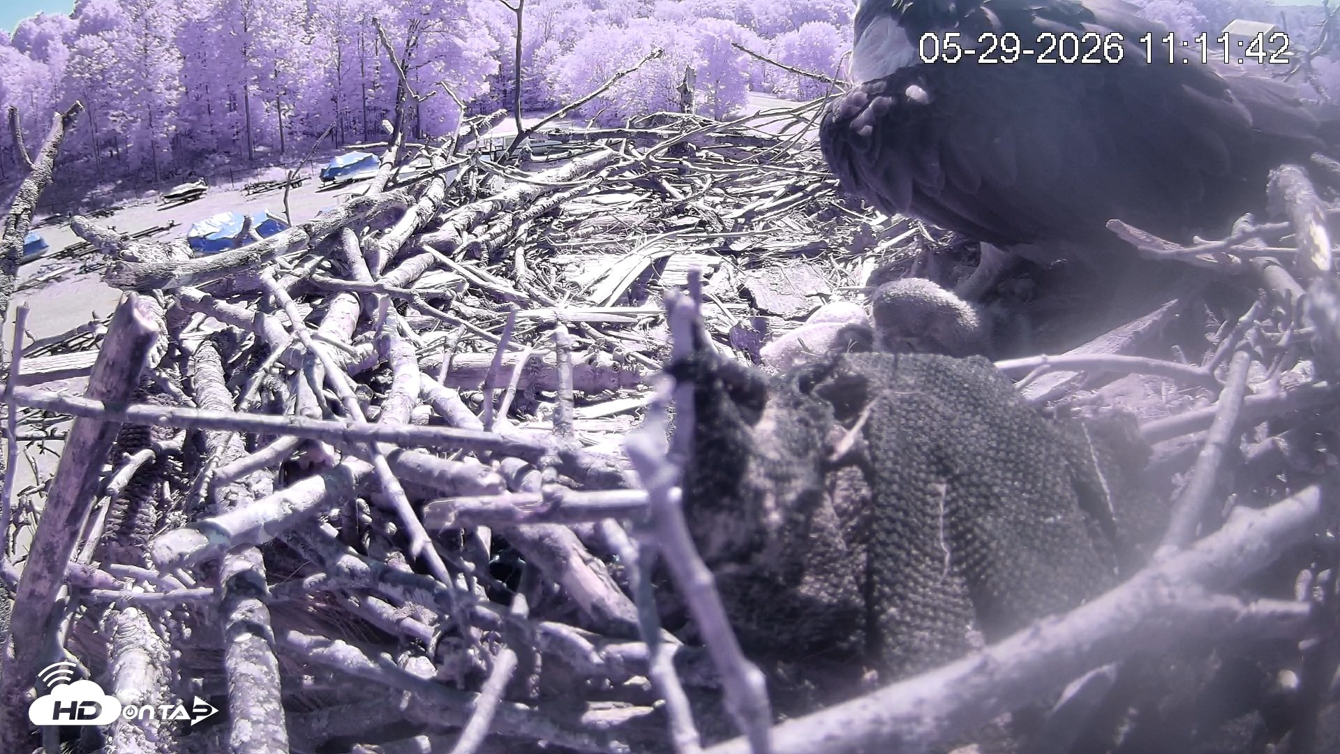 Snapshot of Pleasant Hill Lake Ospreys Live Nest Webcam taken May 29, 2026, 11:12am EDT