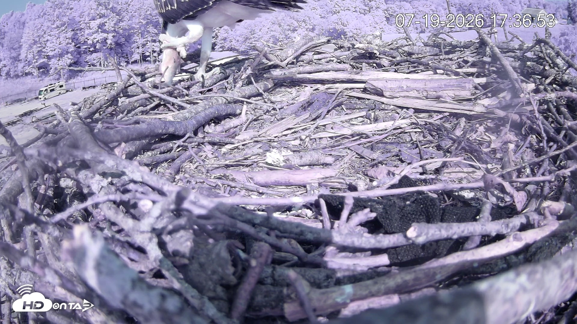 Snapshot of Pleasant Hill Lake Ospreys Live Nest Webcam taken Jul 19, 2026, 5:37pm EDT