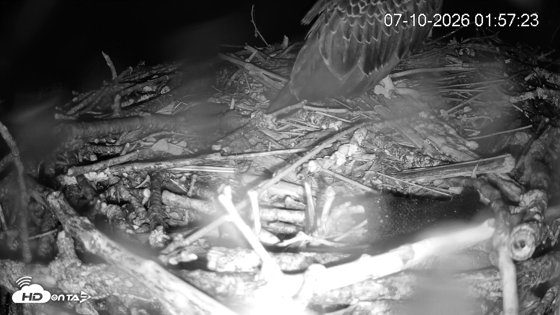 Snapshot of Pleasant Hill Lake Ospreys Live Nest Webcam taken Jul 10, 2026, 1:58am EDT