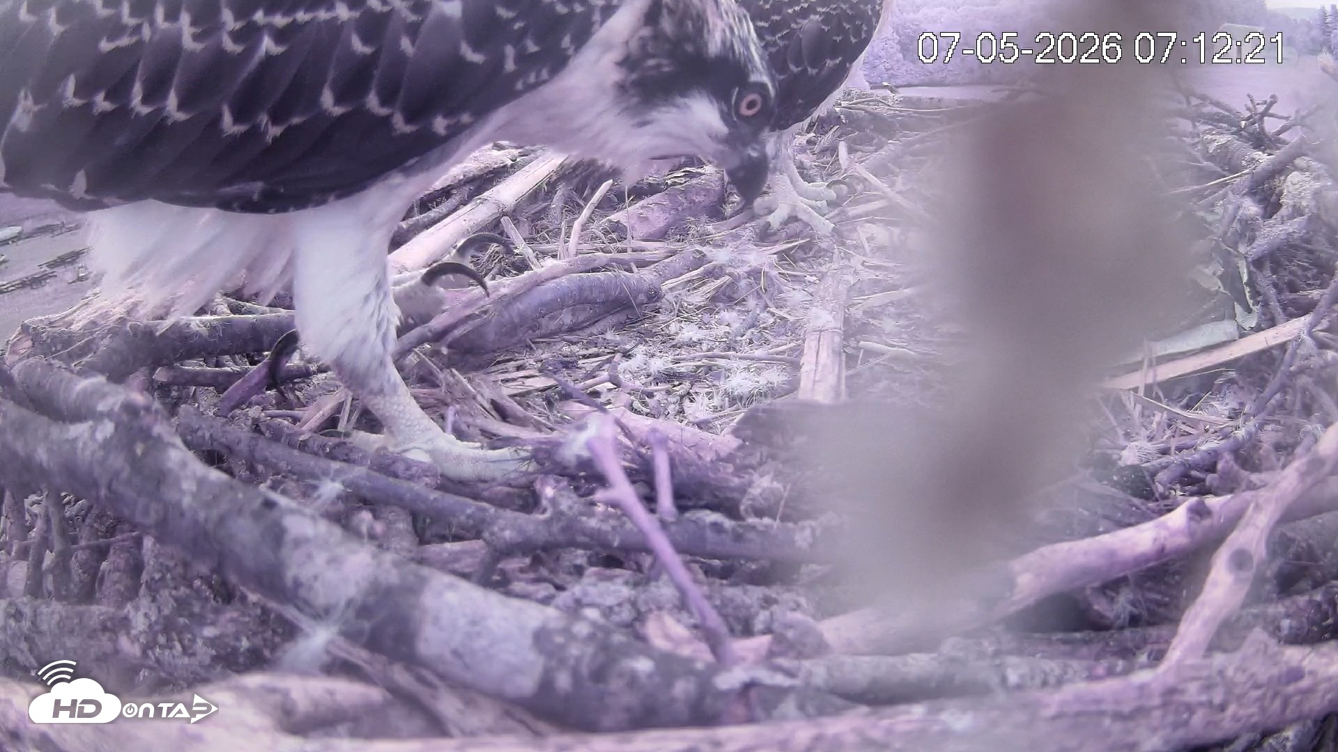 Snapshot of Pleasant Hill Lake Ospreys Live Nest Webcam taken Jul 5, 2026, 7:12am EDT