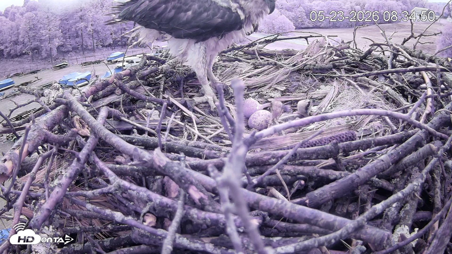 Snapshot of Pleasant Hill Lake Ospreys Live Nest Webcam taken May 23, 2026, 8:35am EDT
