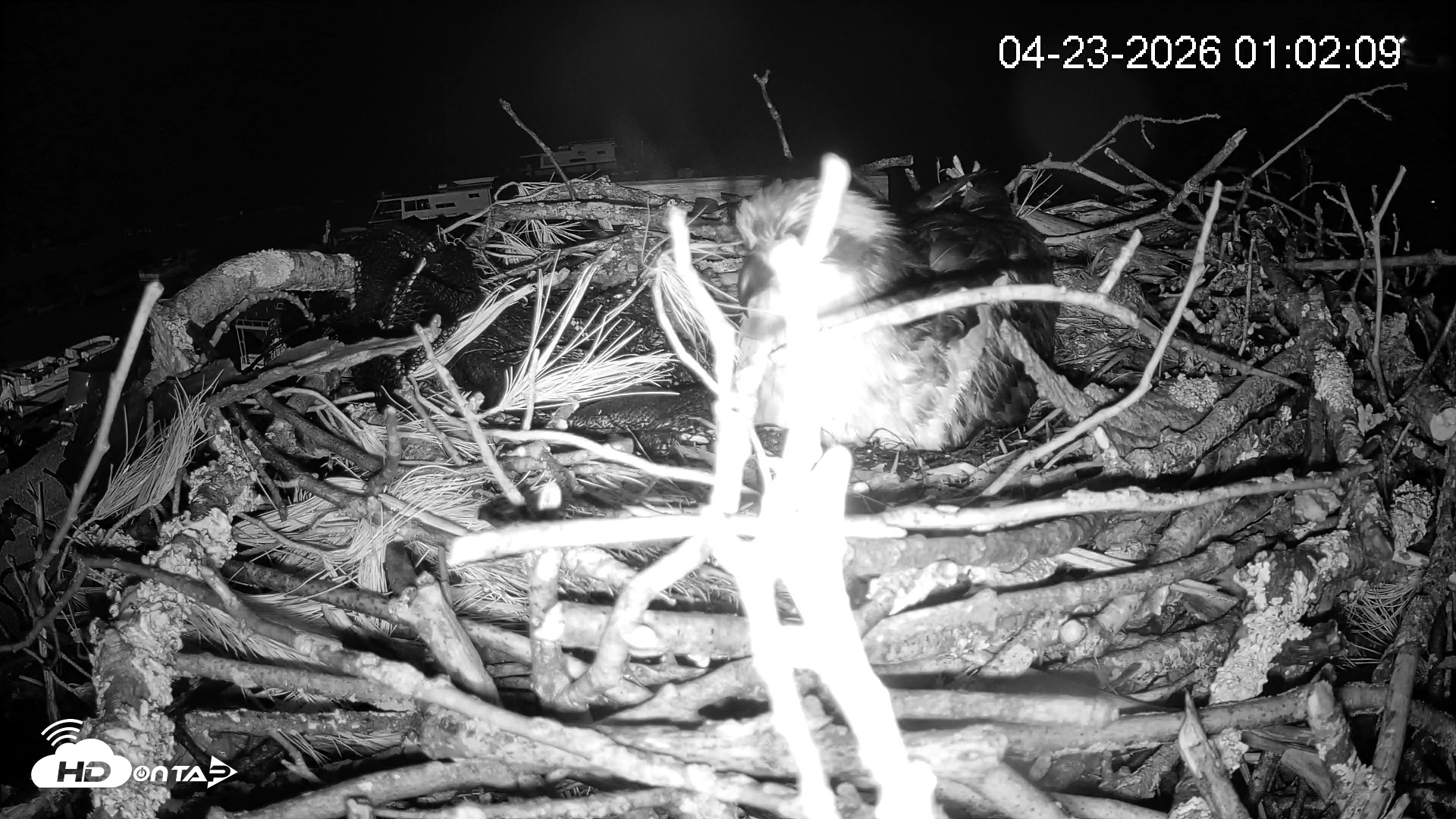 Snapshot of Pleasant Hill Lake Ospreys Live Nest Webcam taken Apr 23, 2026, 1:02am EDT