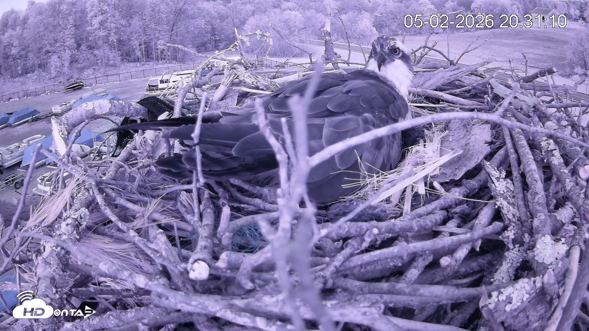Snapshot of Pleasant Hill Lake Ospreys Live Nest Webcam taken May 2, 2026, 8:31pm EDT