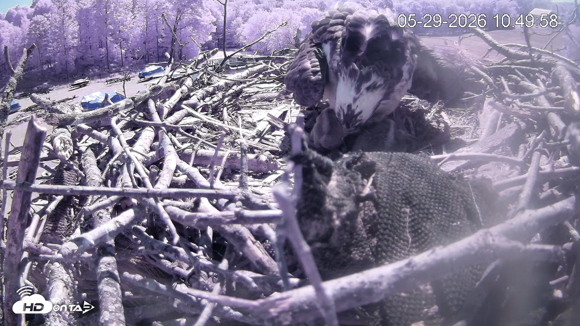Snapshot of Pleasant Hill Lake Ospreys Live Nest Webcam taken May 29, 2026, 10:50am EDT