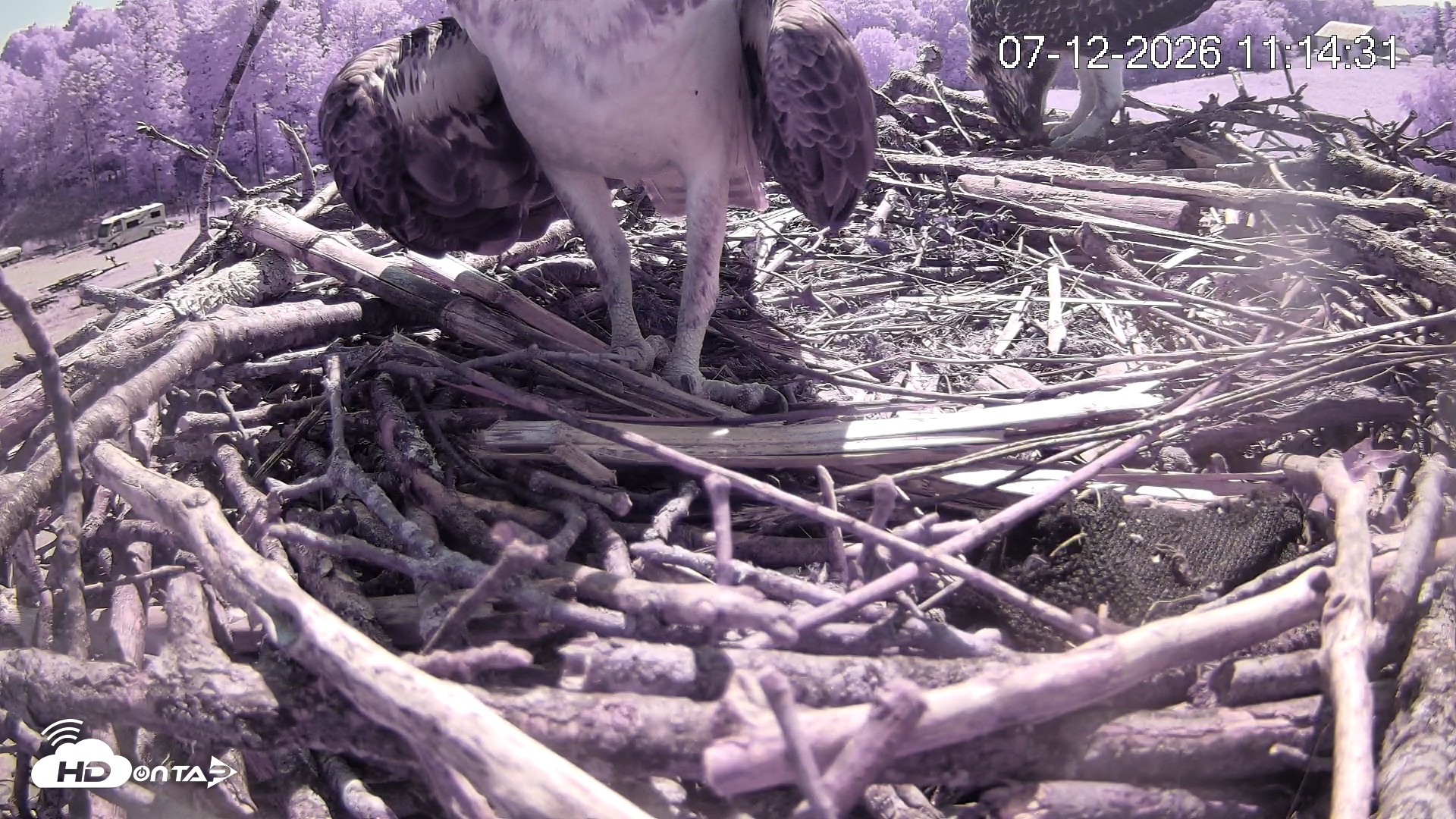 Snapshot of Pleasant Hill Lake Ospreys Live Nest Webcam taken Jul 12, 2026, 11:15am EDT