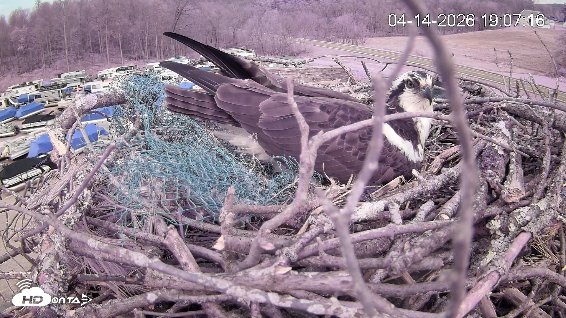 Snapshot of Pleasant Hill Lake Ospreys Live Nest Webcam taken Apr 14, 2026, 7:07pm EDT