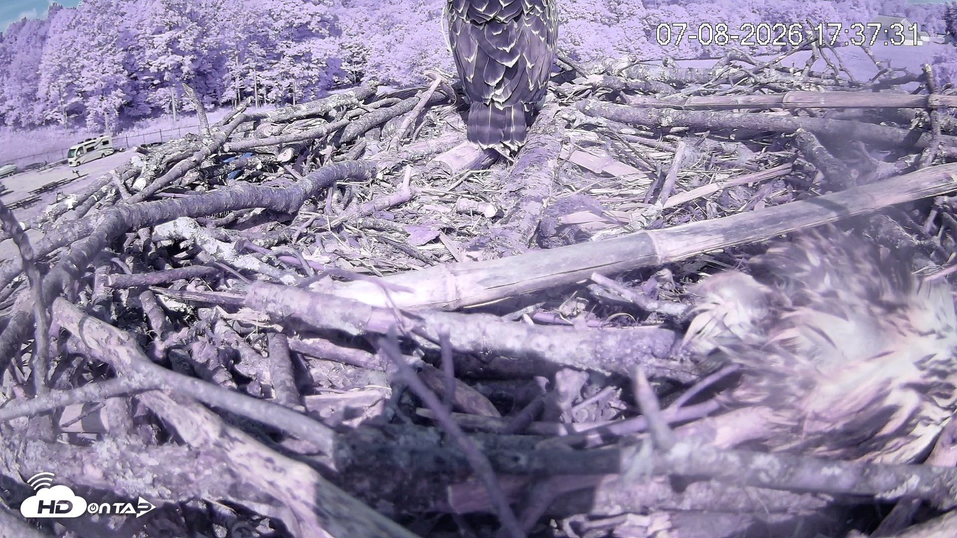 Snapshot of Pleasant Hill Lake Ospreys Live Nest Webcam taken Jul 8, 2026, 5:38pm EDT