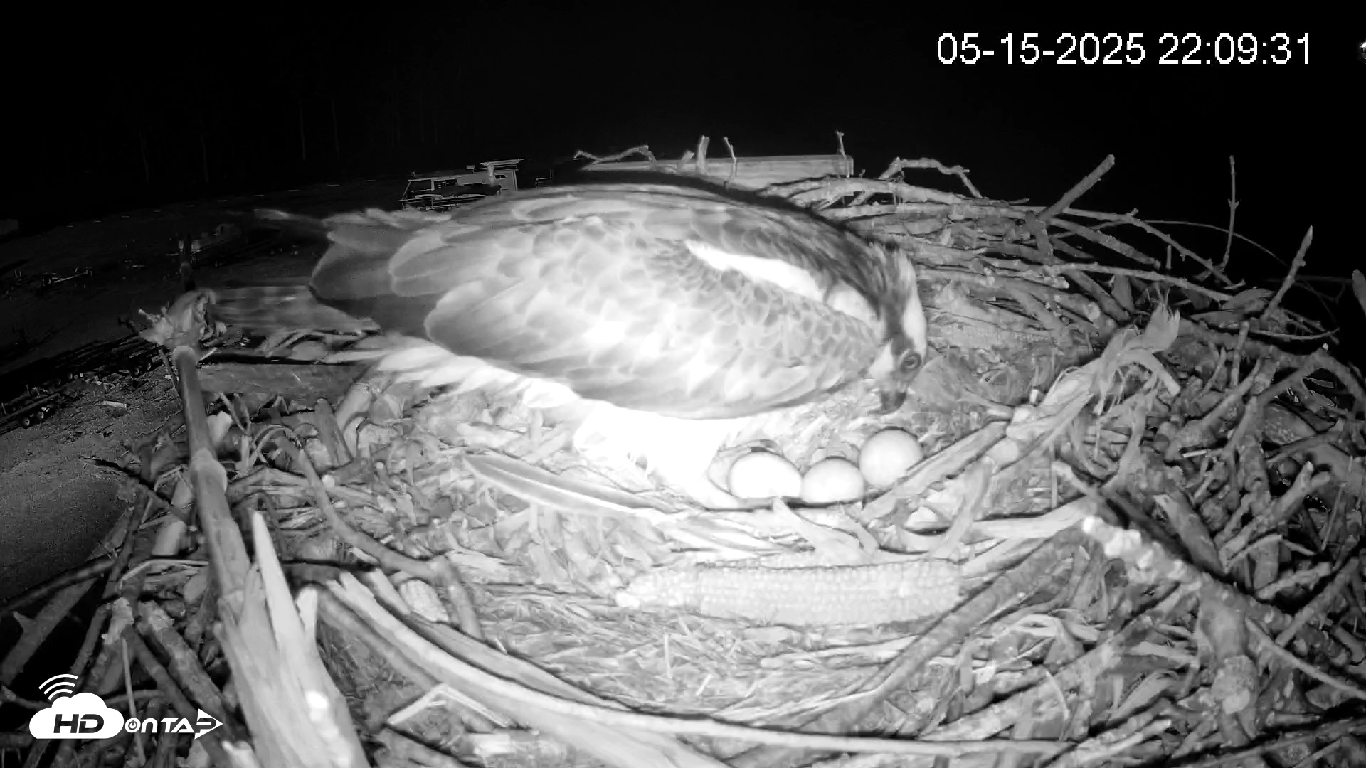 Snapshot of Pleasant Hill Lake Ospreys Live Nest Webcam taken May 15, 2025, 10:09pm EDT