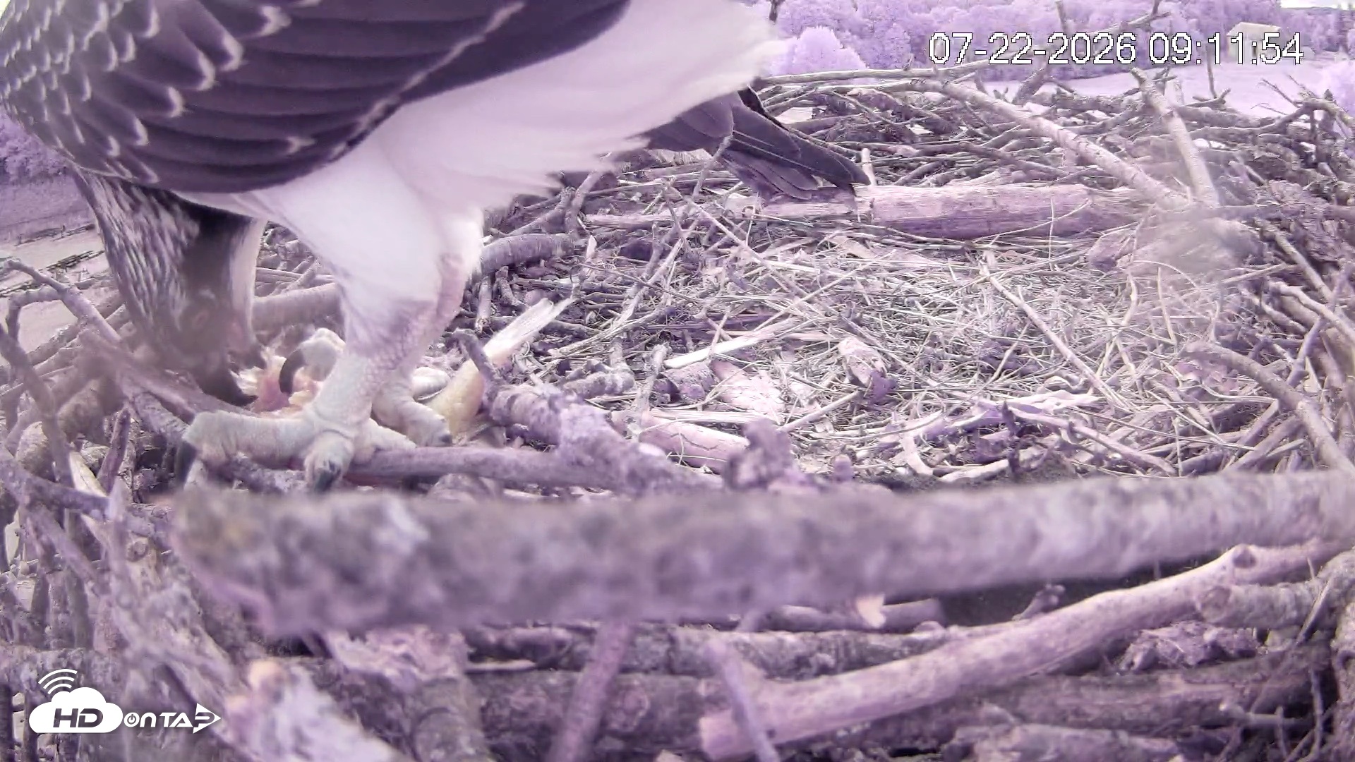 Snapshot of Pleasant Hill Lake Ospreys Live Nest Webcam taken Jul 22, 2026, 9:12am EDT