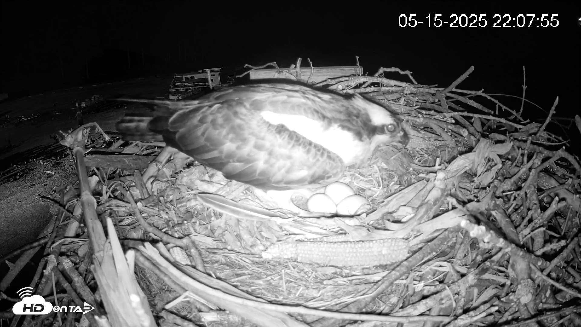 Snapshot of Pleasant Hill Lake Ospreys Live Nest Webcam taken May 15, 2025, 10:08pm EDT