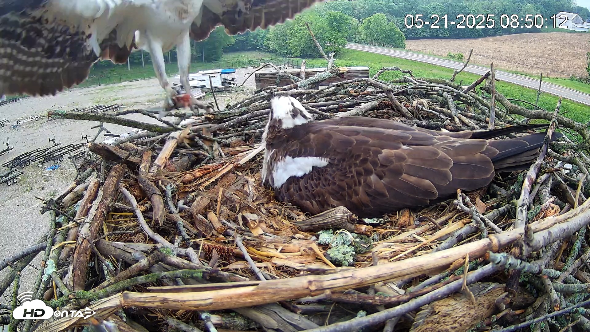 Snapshot of Pleasant Hill Lake Ospreys Live Nest Webcam taken May 21, 2025, 8:50am EDT