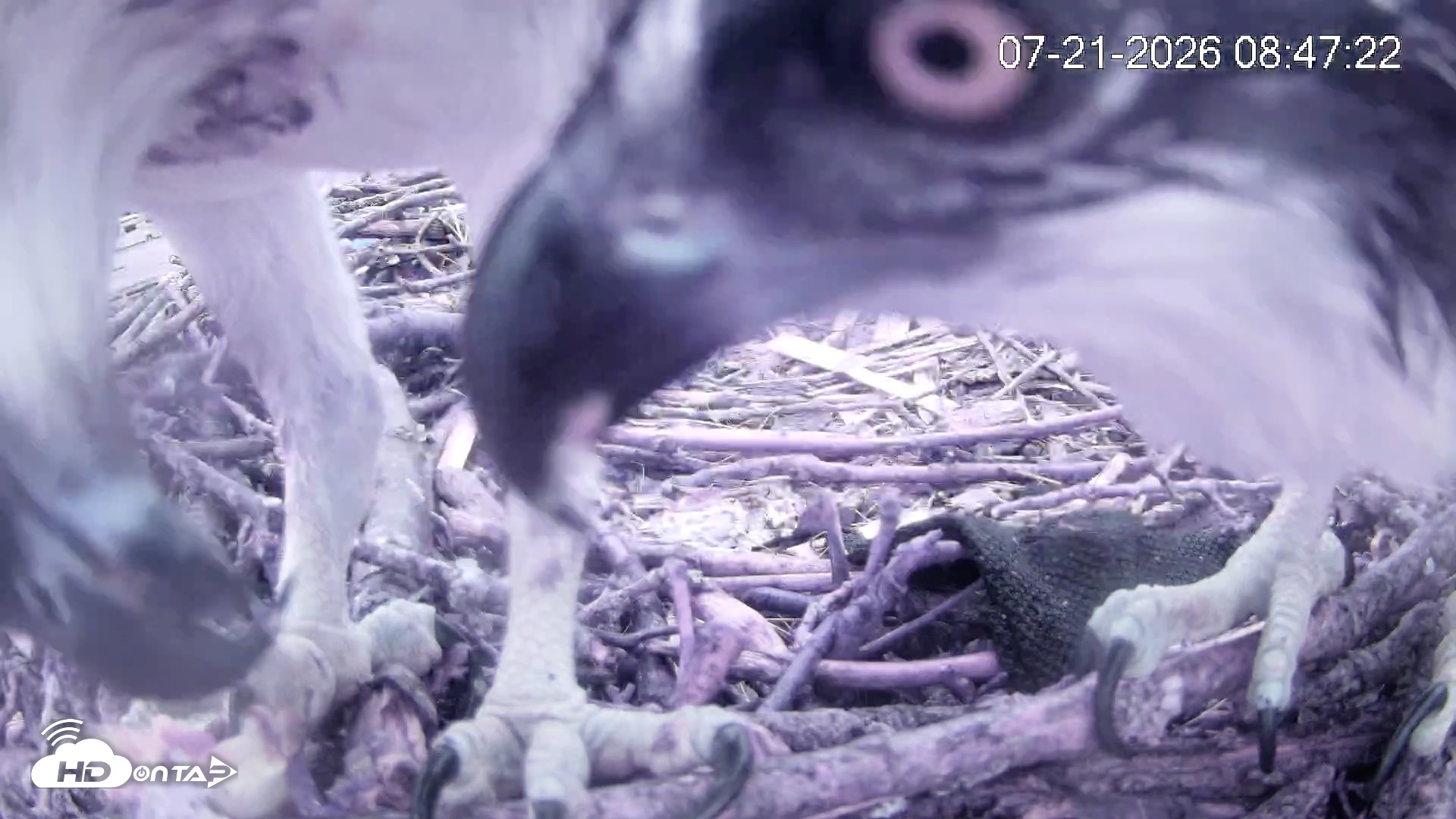 Snapshot of Pleasant Hill Lake Ospreys Live Nest Webcam taken Jul 21, 2026, 8:47am EDT