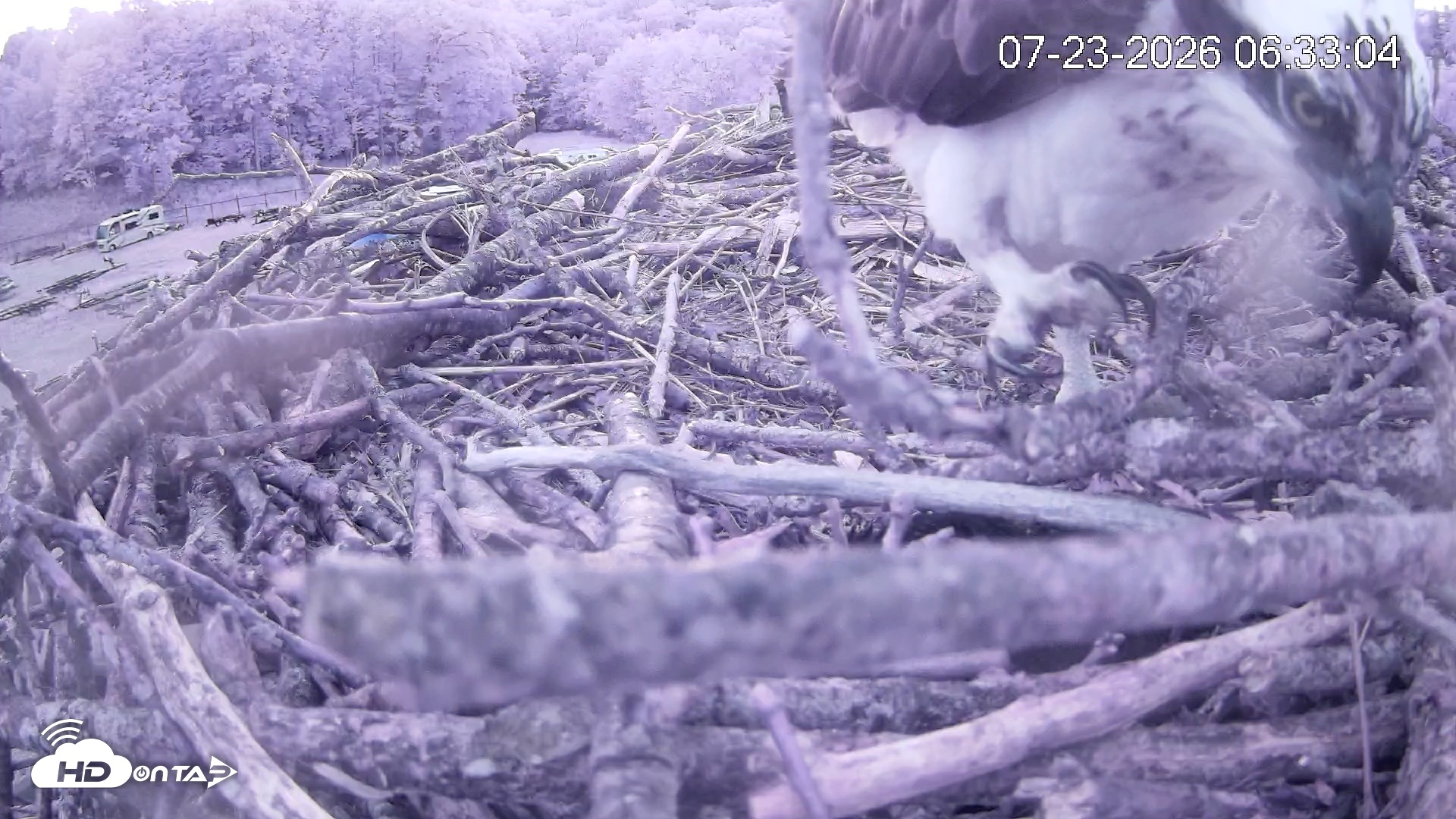 Snapshot of Pleasant Hill Lake Ospreys Live Nest Webcam taken Jul 23, 2026, 6:33am EDT