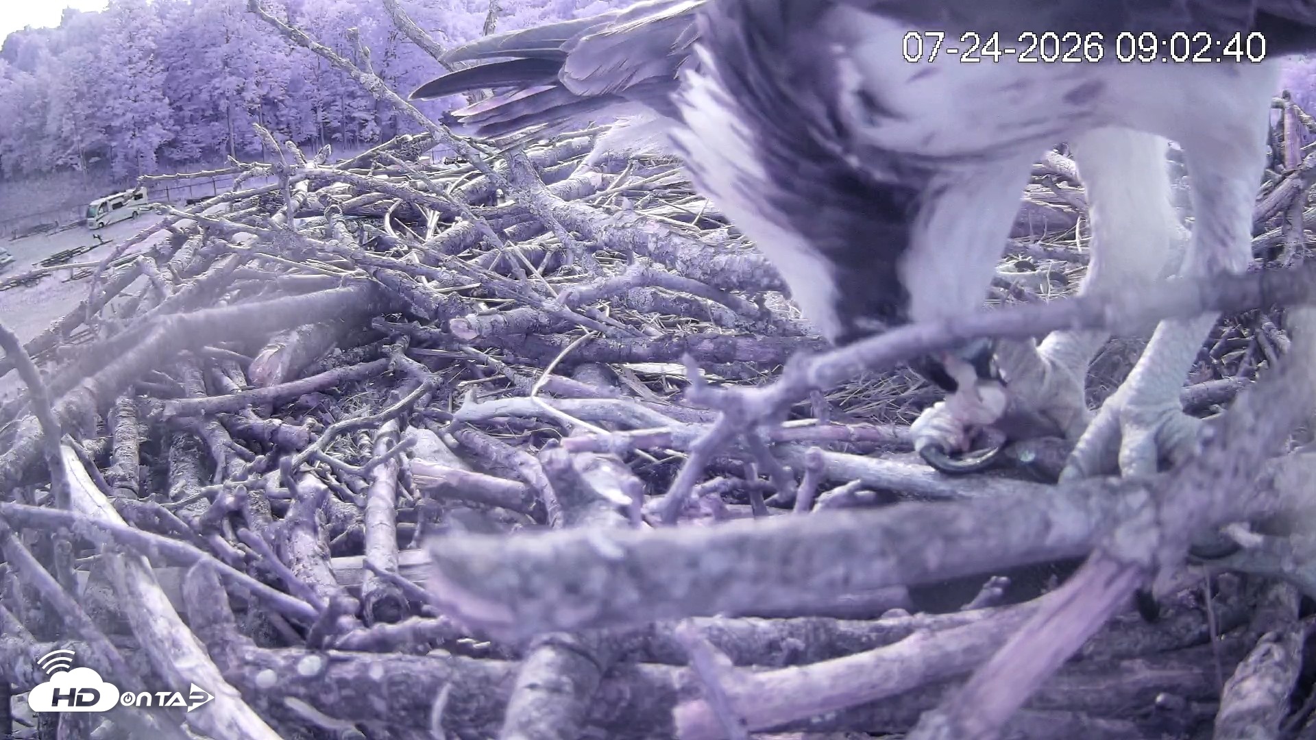 Snapshot of Pleasant Hill Lake Ospreys Live Nest Webcam taken Jul 24, 2026, 9:02am EDT