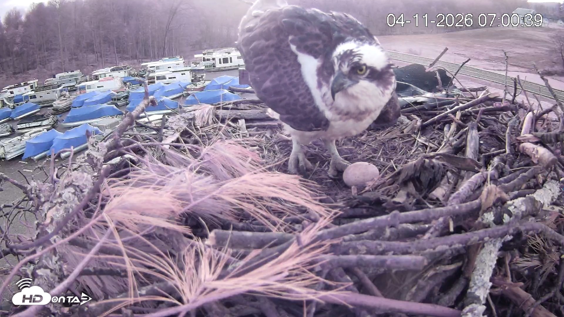 Snapshot of Pleasant Hill Lake Ospreys Live Nest Webcam taken Apr 11, 2026, 7:01am EDT