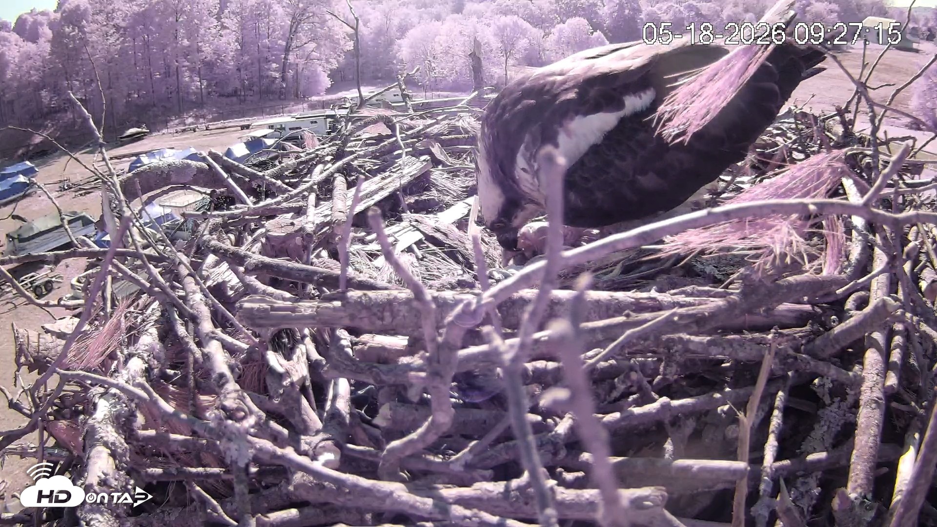 Snapshot of Pleasant Hill Lake Ospreys Live Nest Webcam taken May 18, 2026, 9:27am EDT