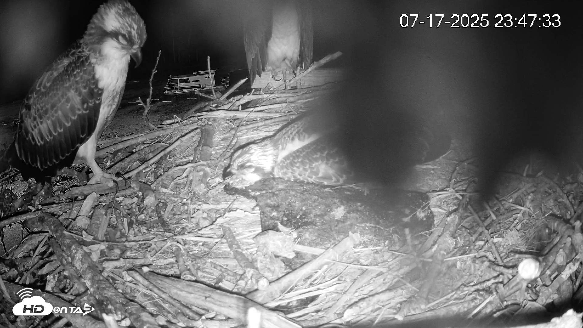 Snapshot of Pleasant Hill Lake Ospreys Live Nest Webcam taken Jul 17, 2025, 11:48pm EDT