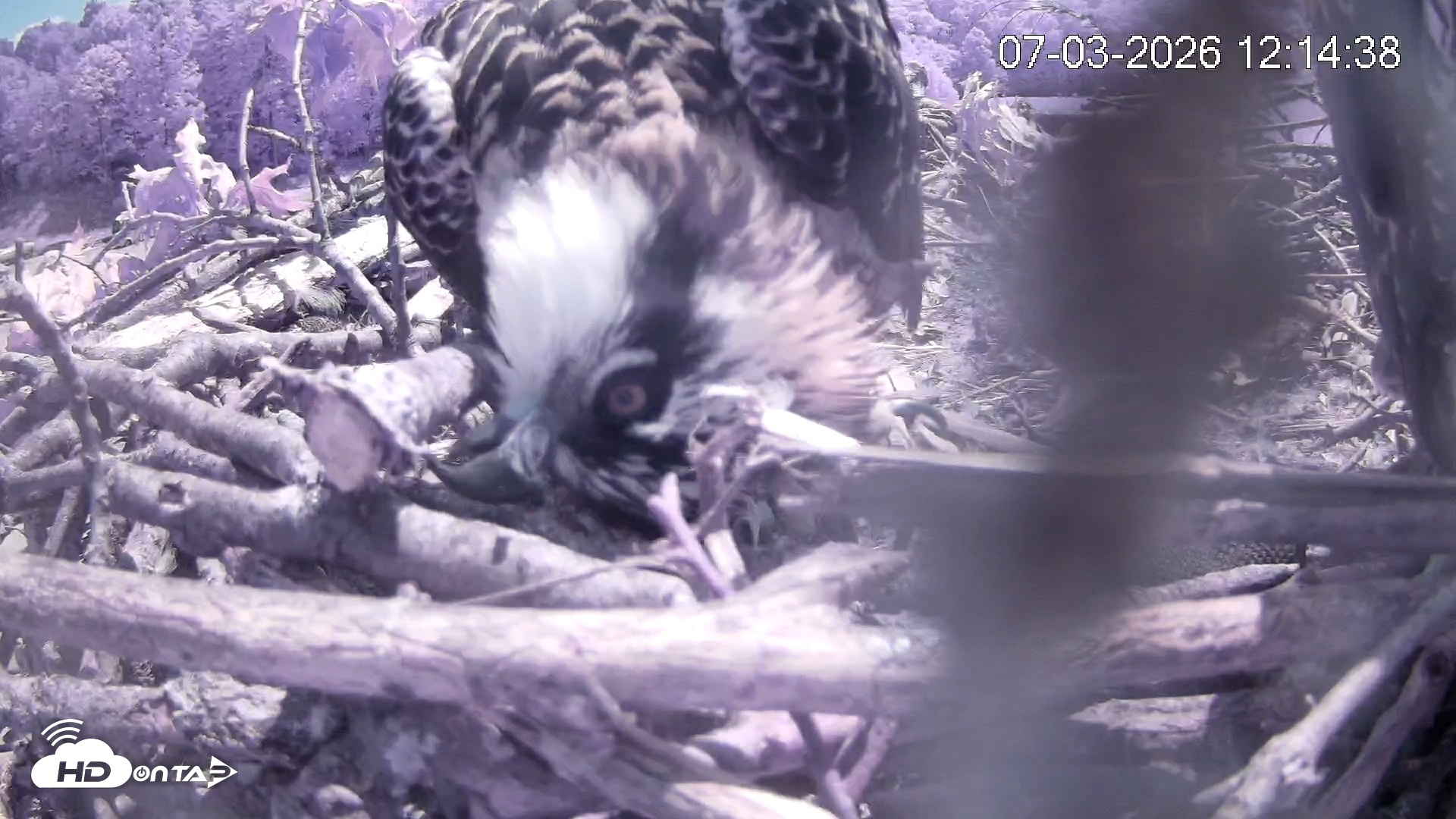 Snapshot of Pleasant Hill Lake Ospreys Live Nest Webcam taken Jul 3, 2026, 12:14pm EDT