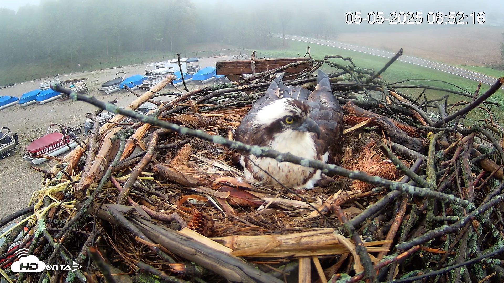 Snapshot of Pleasant Hill Lake Ospreys Live Nest Webcam taken May 5, 2025, 6:52am EDT