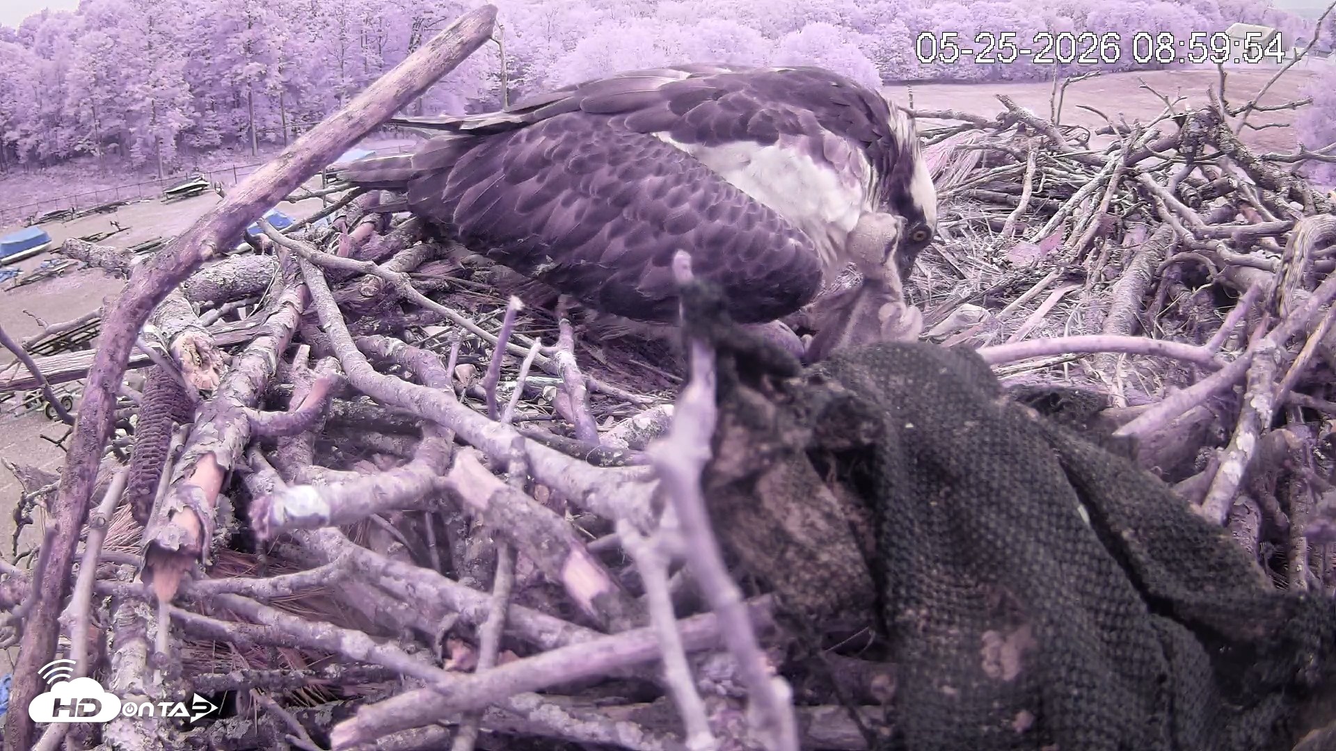 Snapshot of Pleasant Hill Lake Ospreys Live Nest Webcam taken May 25, 2026, 9:00am EDT