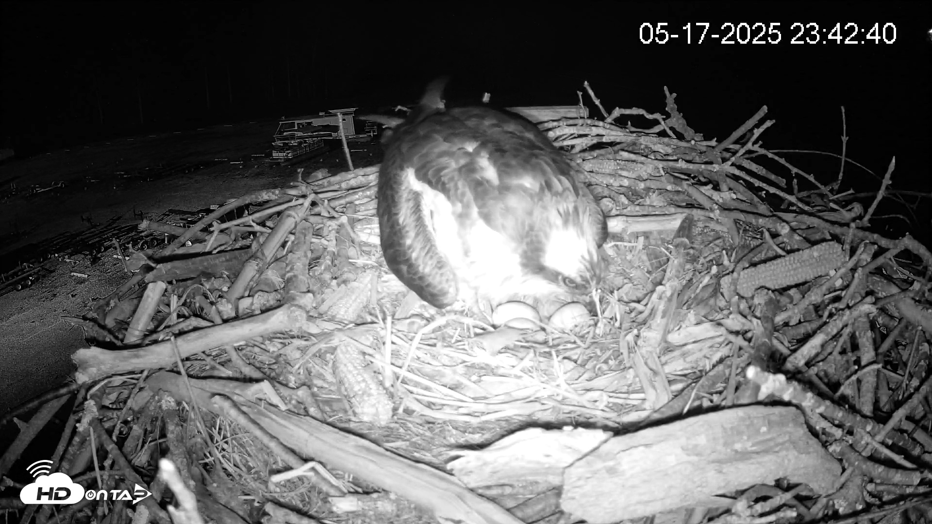 Snapshot of Pleasant Hill Lake Ospreys Live Nest Webcam taken May 17, 2025, 11:42pm EDT