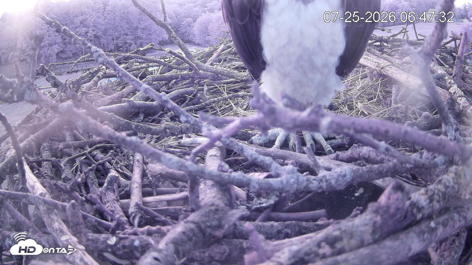 Snapshot of Pleasant Hill Lake Ospreys Live Nest Webcam taken Jul 25, 2026, 6:47am EDT