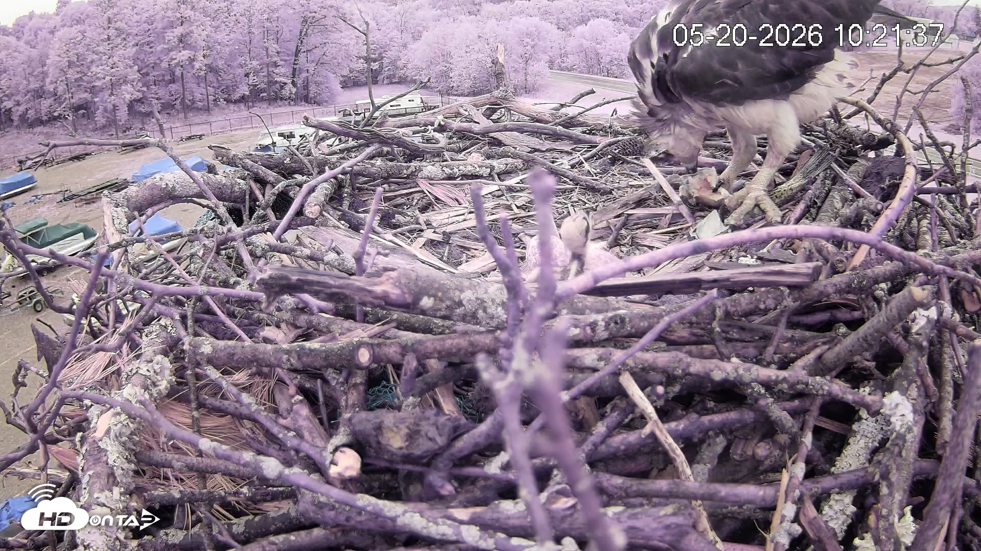 Snapshot of Pleasant Hill Lake Ospreys Live Nest Webcam taken May 20, 2026, 10:22am EDT