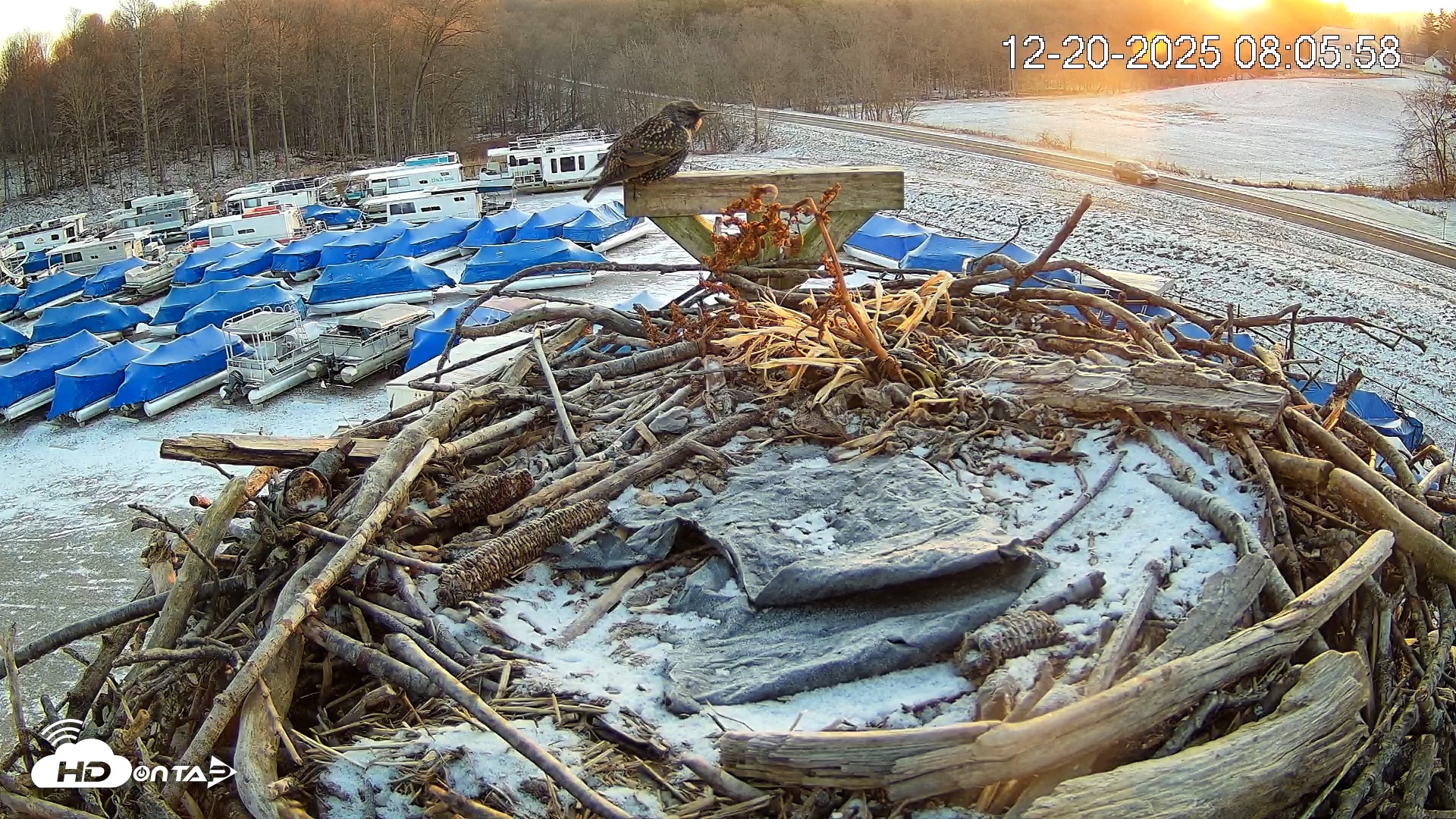 Snapshot of Pleasant Hill Lake Ospreys Live Nest Webcam taken Dec 20, 2025, 8:06am EST