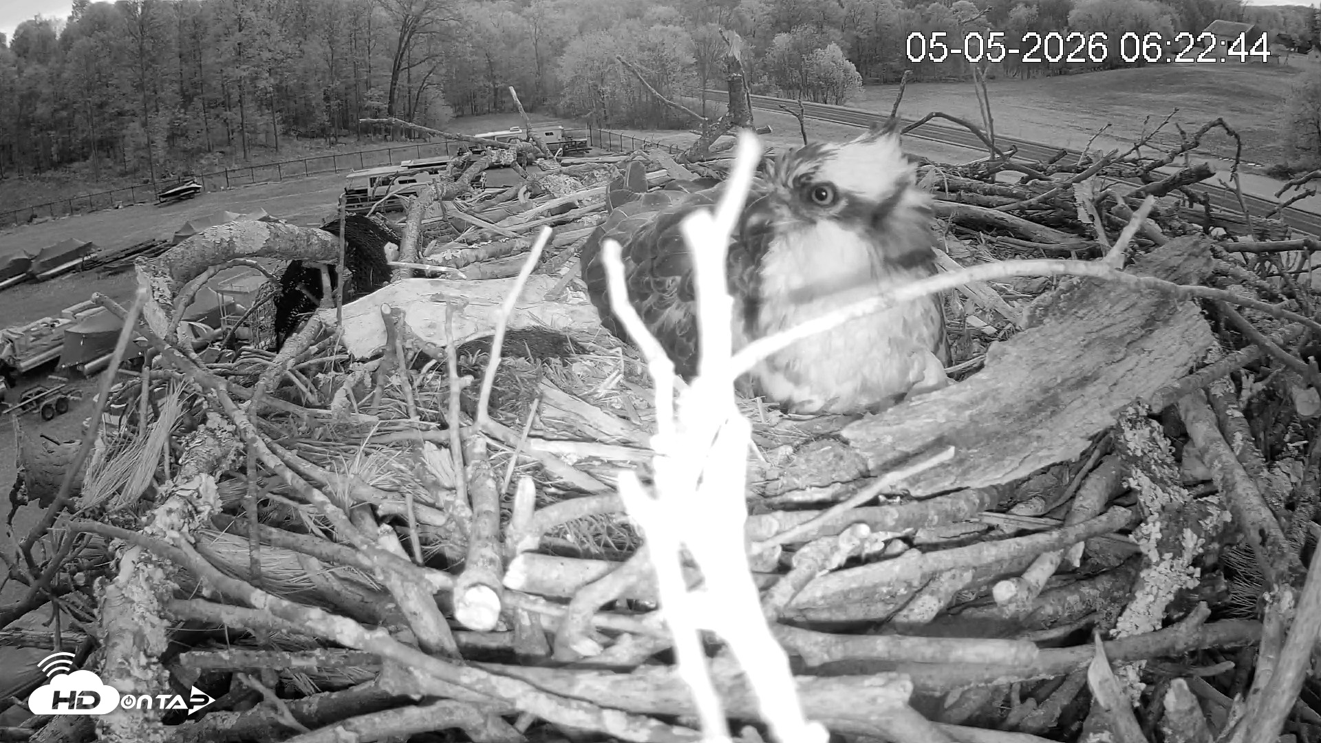 Snapshot of Pleasant Hill Lake Ospreys Live Nest Webcam taken May 5, 2026, 6:23am EDT