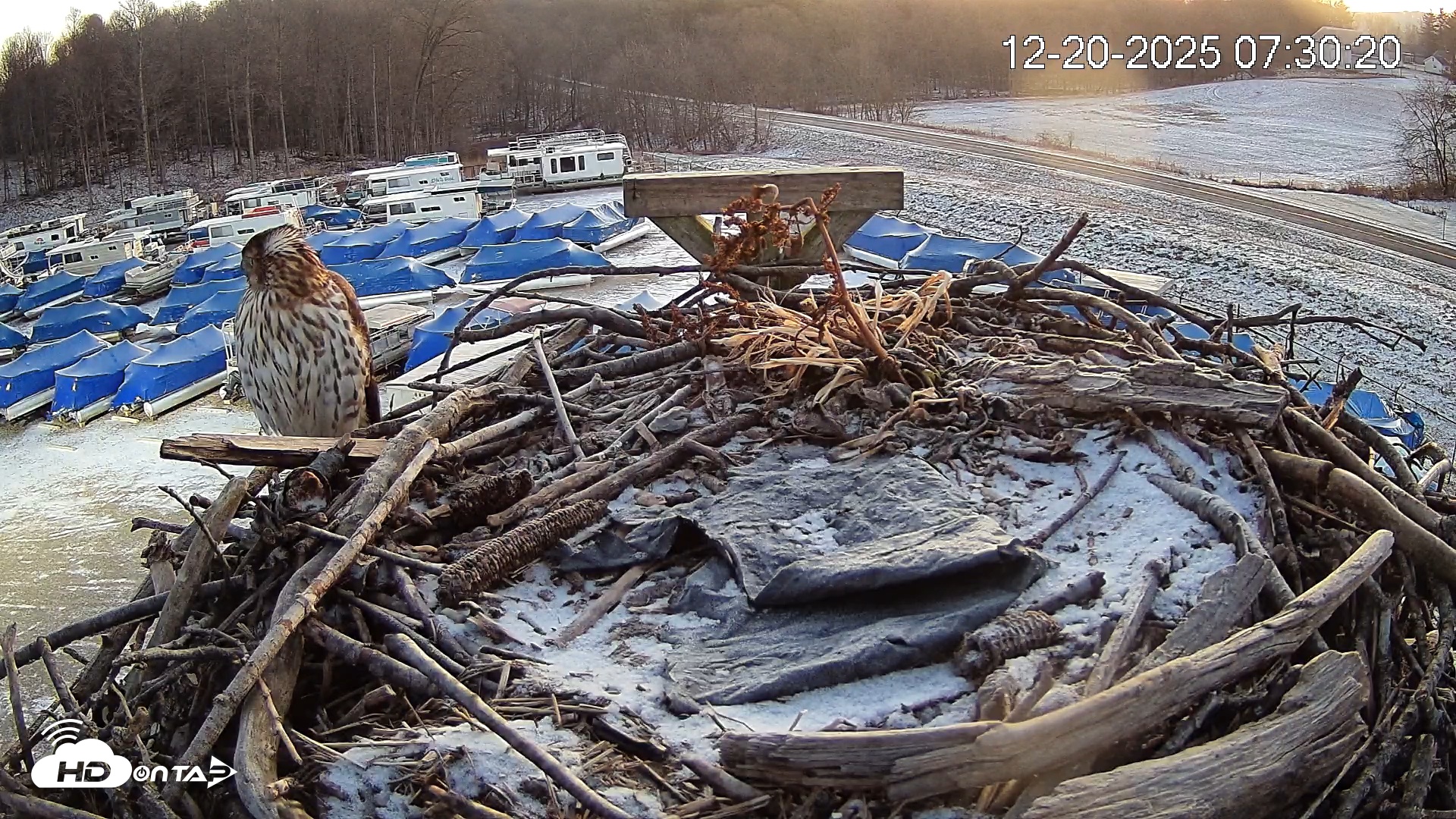 Snapshot of Pleasant Hill Lake Ospreys Live Nest Webcam taken Dec 20, 2025, 7:30am EST